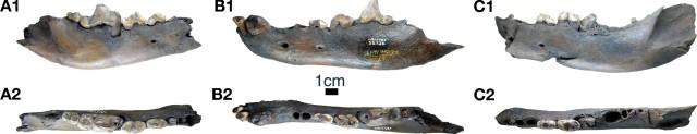 Examples of dentaries of Canis dirus