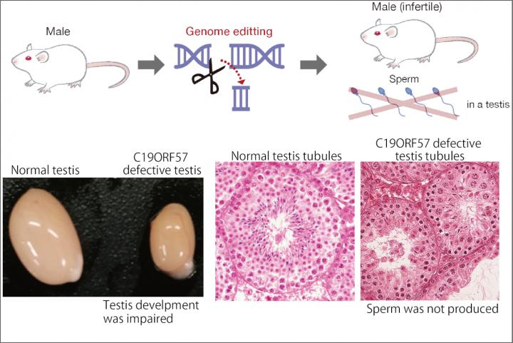 Inhibition of the C19ORF57 Gene Causes Male Specimens to Become Infertile
