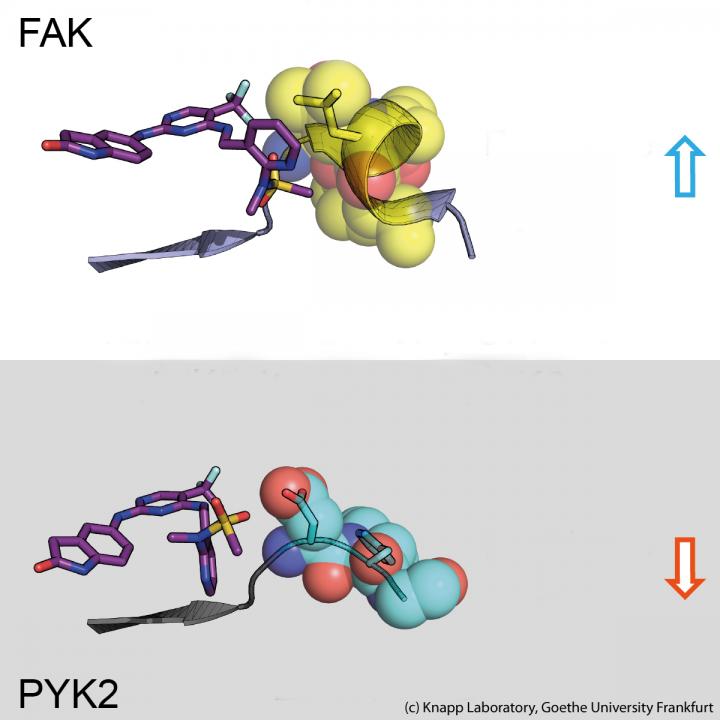 Inhibitor binding to the signal proteins FAK and PYK2