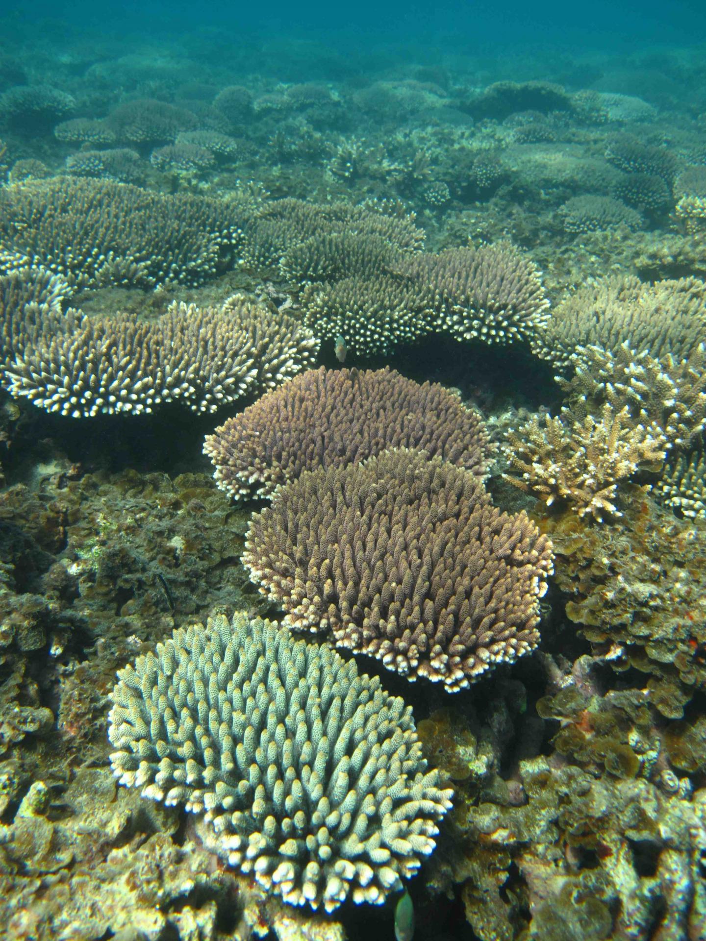 Heat-Tolerant Genes May Rescue Corals from Increasing Temperatures (3 of 8)