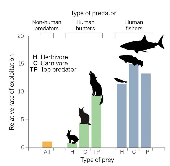 捕食動物としてのヒト 成獣および肉食動物に対する持続不可能な食欲 Eurekalert