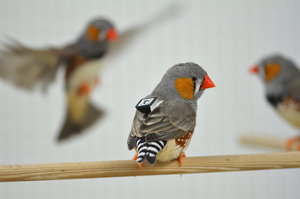 Zebra finch with tiny tracker backpack