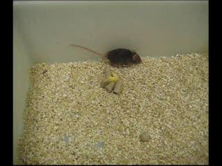 dKO Mouse Post-Treatment with PPMO