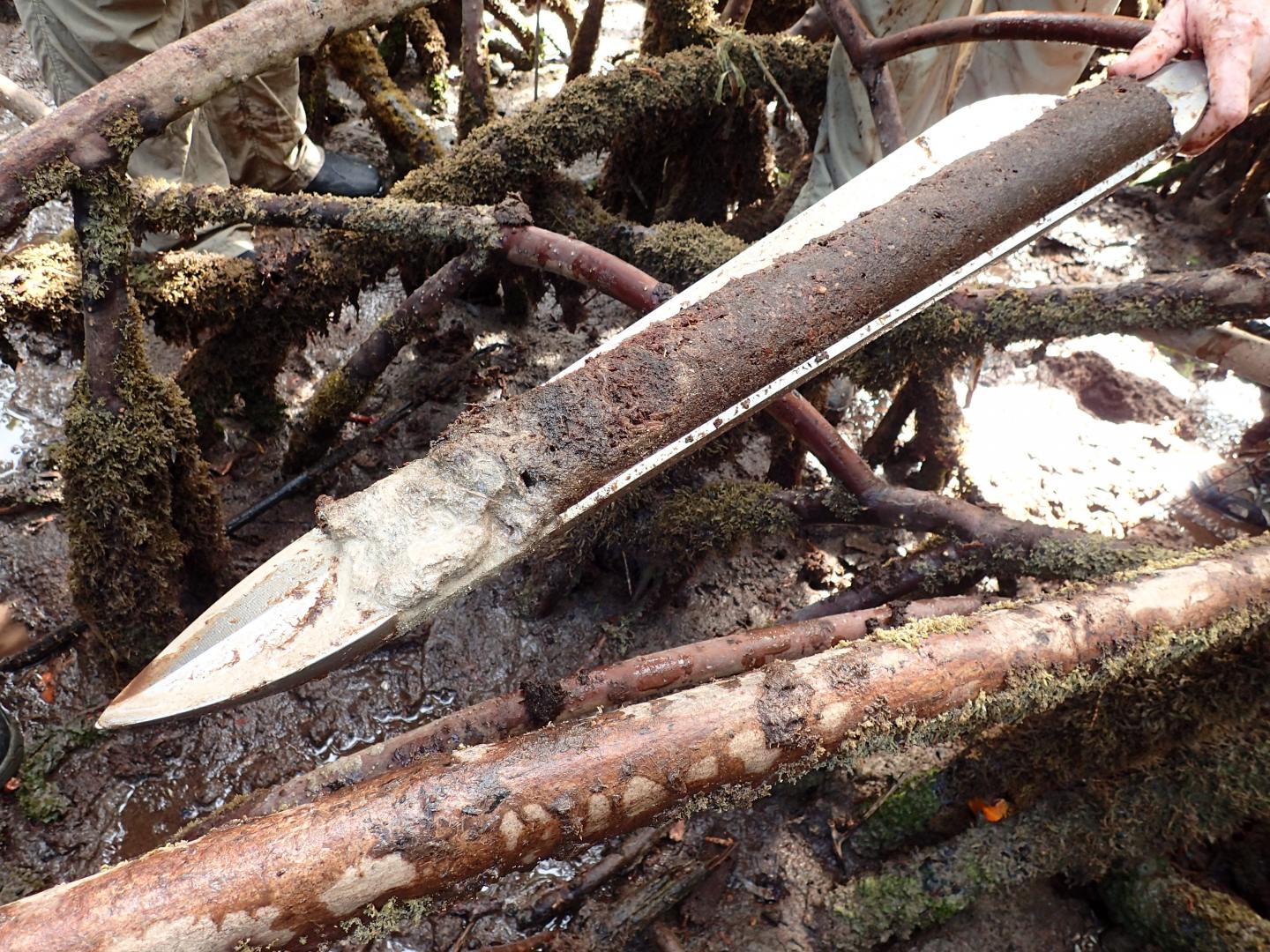 Revealed from Ancient Sediment: Mangrove Tolerance to Rising Sea Levels (10 of 15)