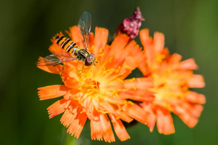 A female marmalade hoverfly