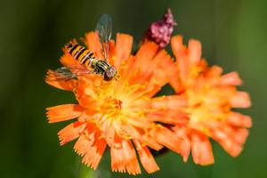 A female marmalade hoverfly