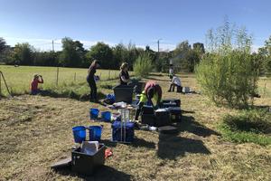 Biochar binds DDT, field experiment image 3