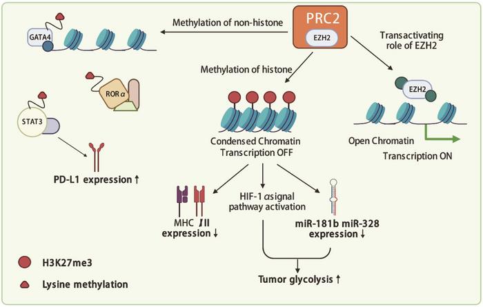 Action mode of EZH2 and its effect on tumor cells