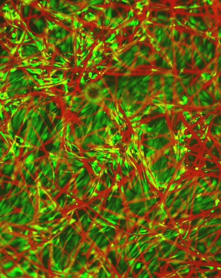 Fluorescent Material Reveals How Cells Grow