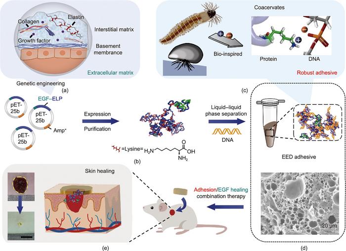 Schematic illustration of the [IMAGE] | EurekAlert! Science News Releases