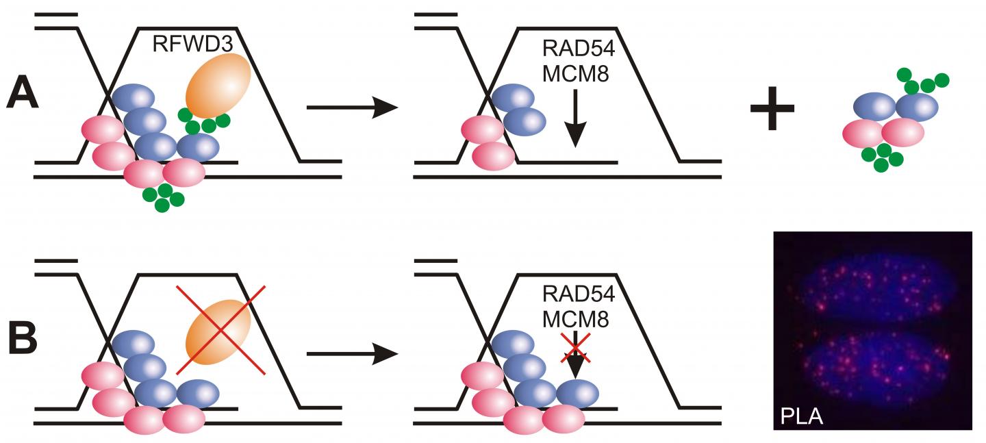 How the Ubiquitin Ligase RFWD3 Works