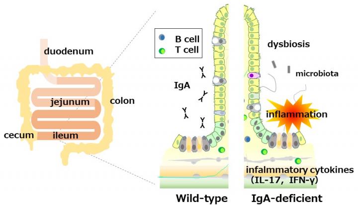 Figure 1. IgA deficiency induces ileitis