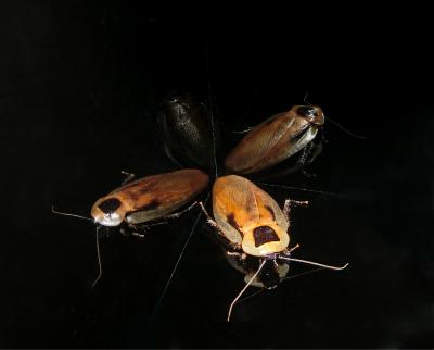 Cue Processing in Cockroaches