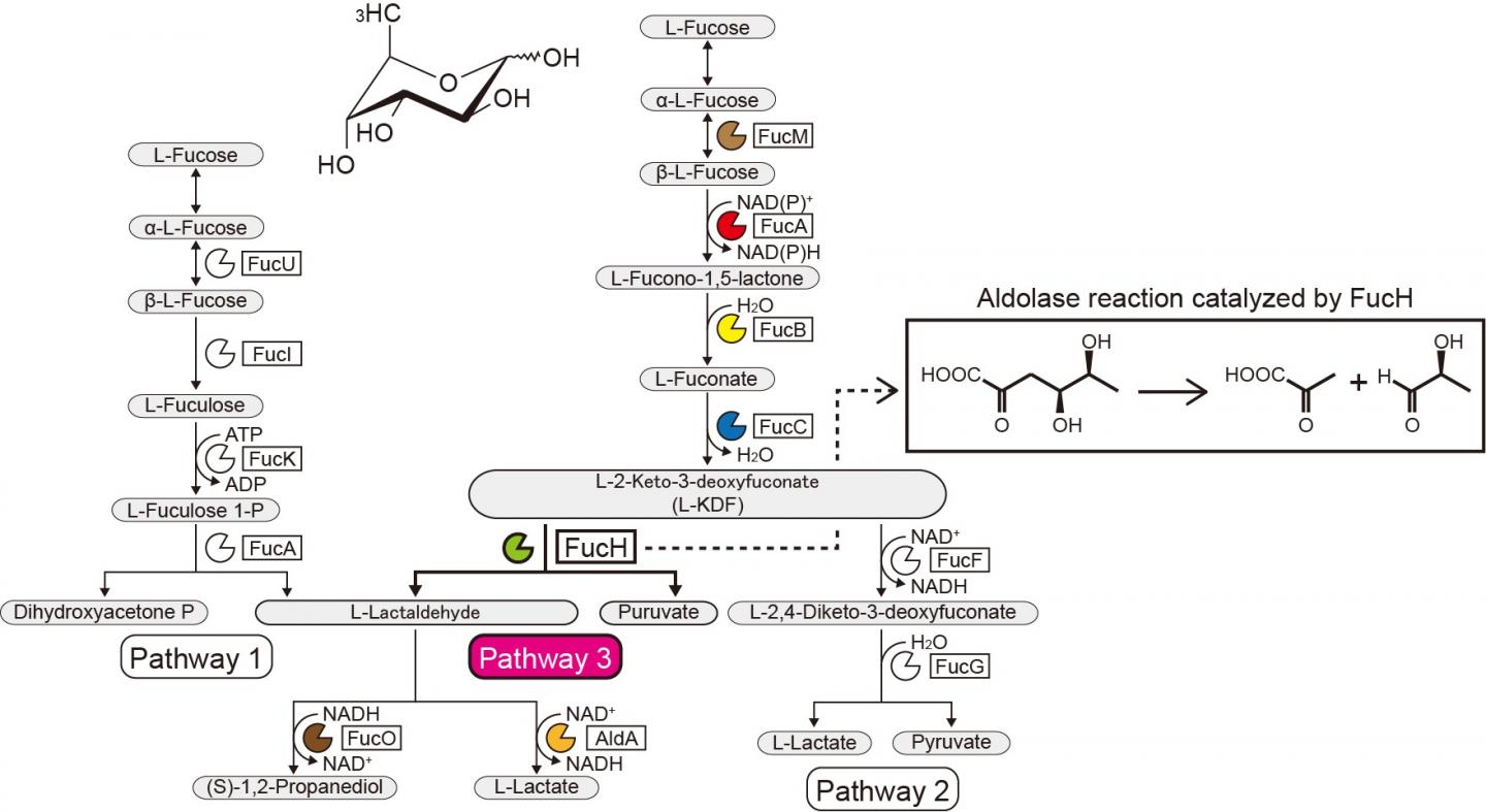 L-Fucose Metabolic Pathways