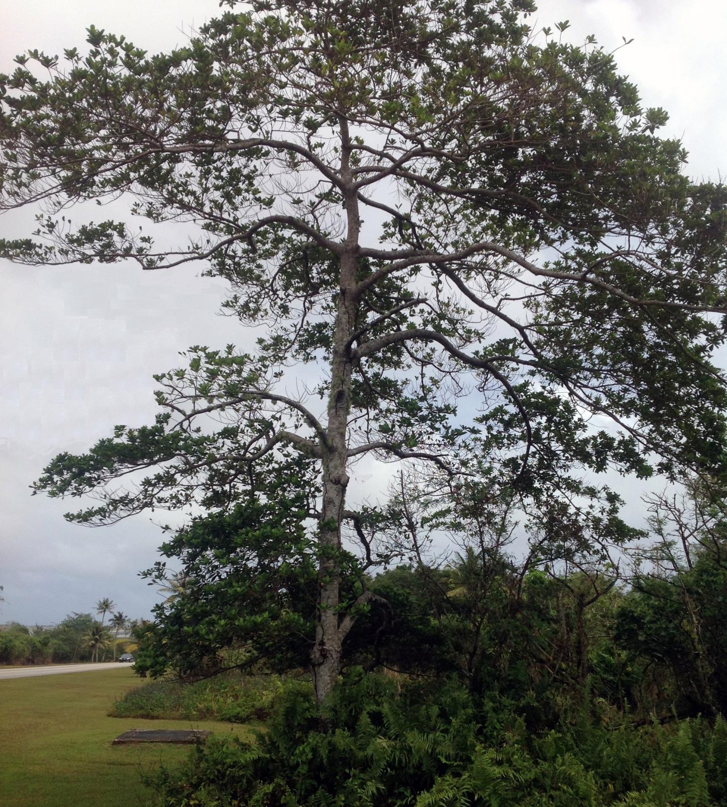Rare Tree from Guam