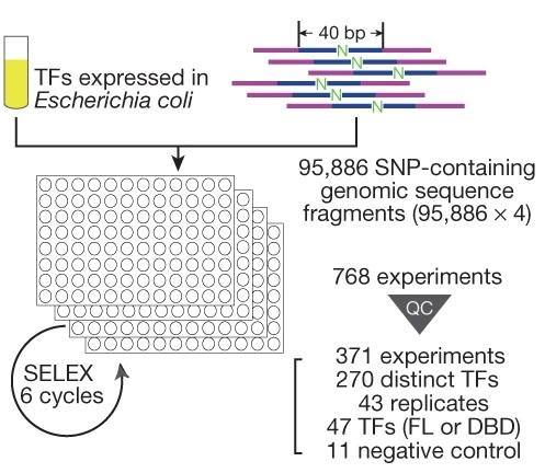 An overview of the SNP-SELEX experimental procedure