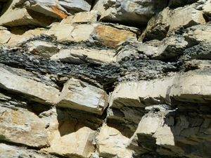 Dark, organic-rich sediments indicating conditions of low ocean oxygenation, sandwiched between limestone beds.