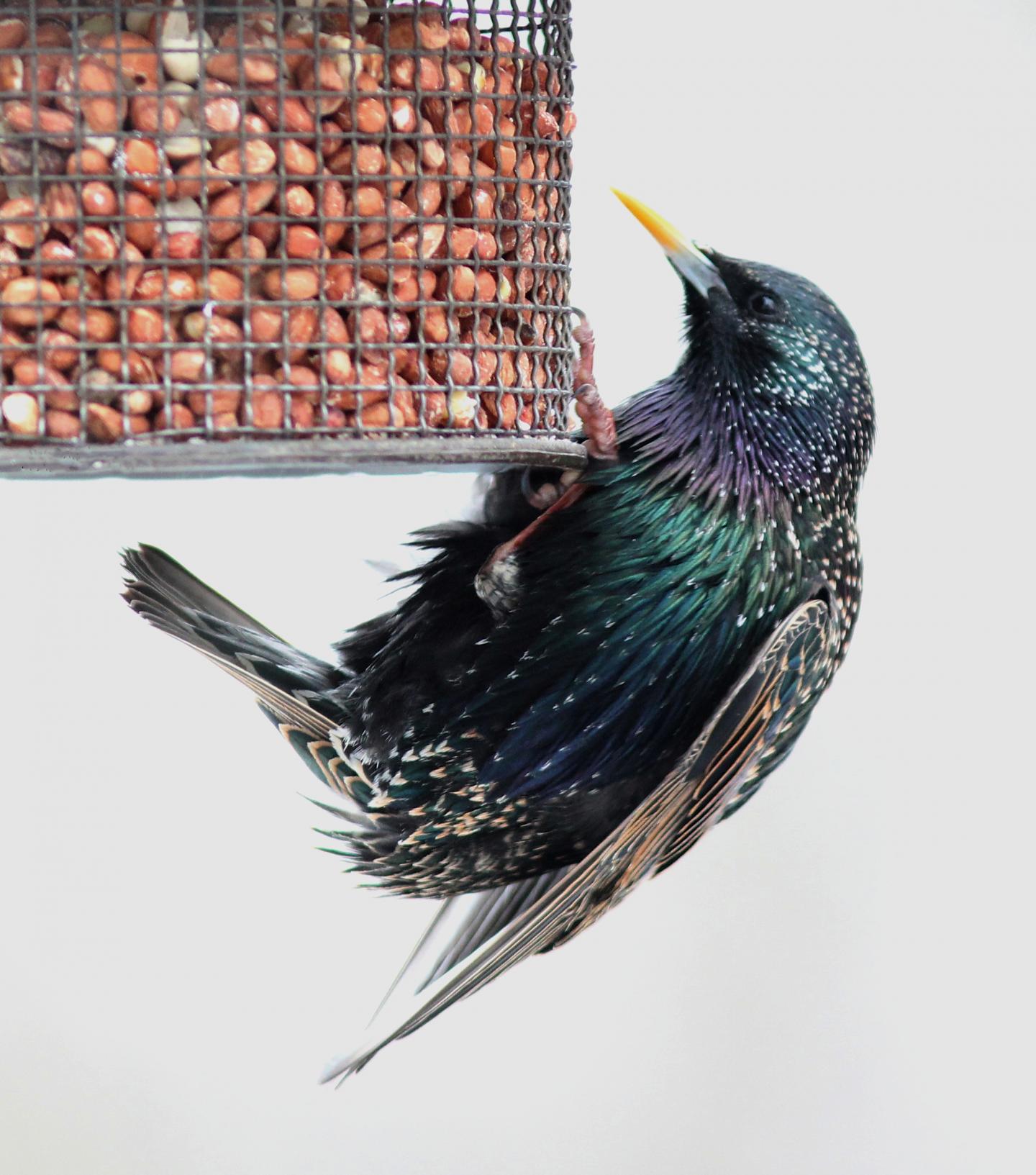 European Starling 2