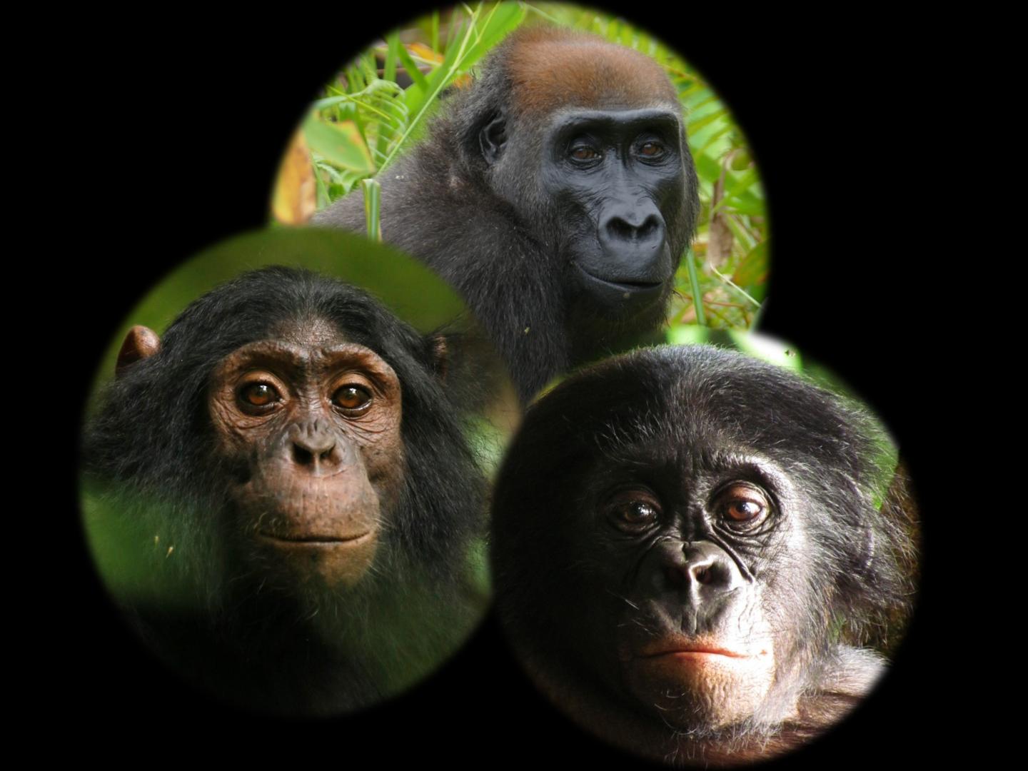 African Great Apes