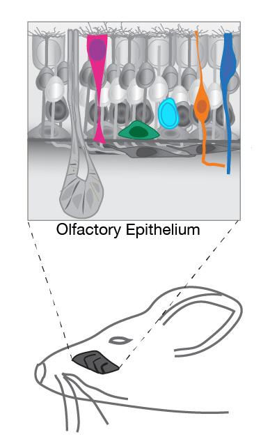 Olfactory Stem Cells