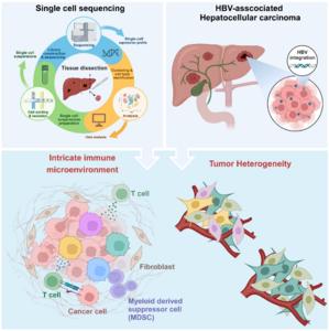 Novel insights into HBV-hepatocellular carcinoma at single-cell sequencing