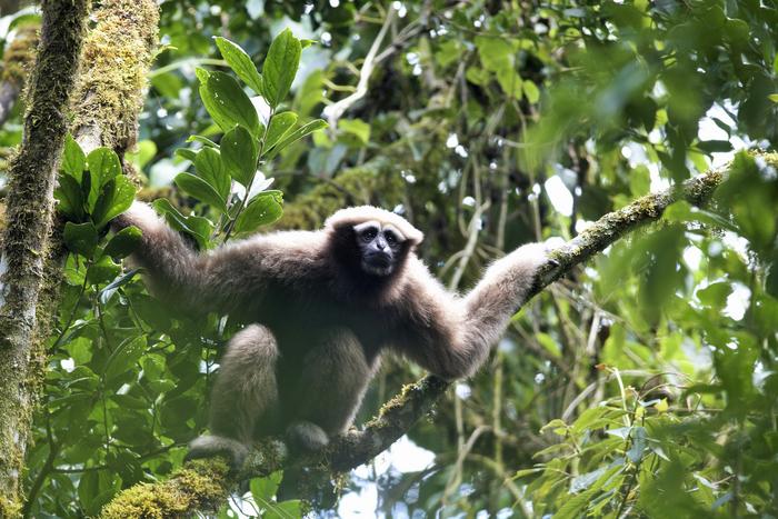 Adult female Skywalker gibbon in Myanmar