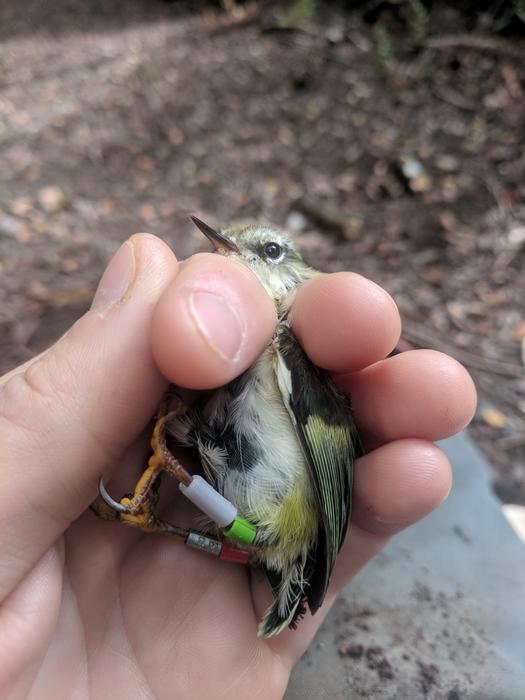 Titipounamu in hand.