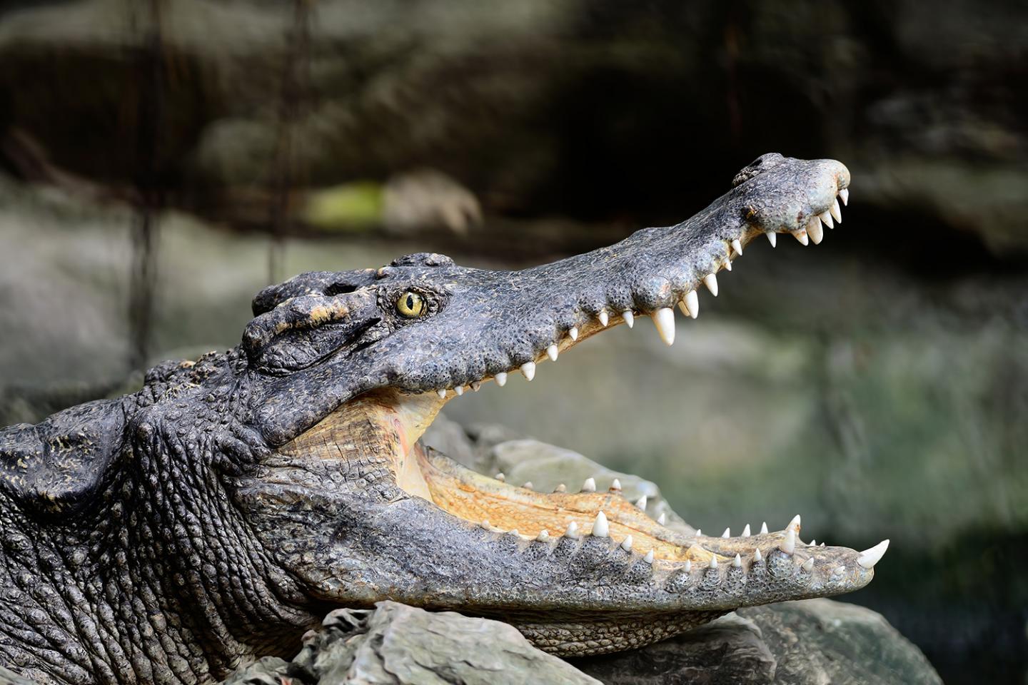 Siamese Crocodile (Crocodylus siamensis)