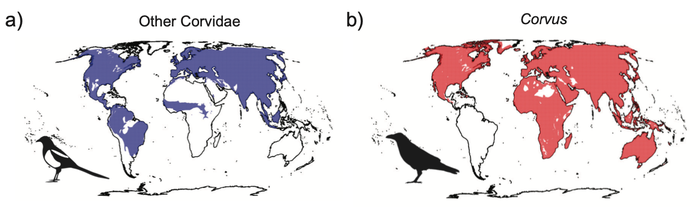 Distributions and climatic niche of Corvus and Corvidae