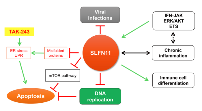 Figure 1: The multiple functions and interactions of SLFN11.
