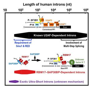 The novel RBM17–SAP30BP-dependent splicing on a short intron with a truncated PPT