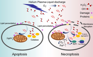 Scientists Find Key Role of 1O2 in Synergistic Antimicrobial Mechanism