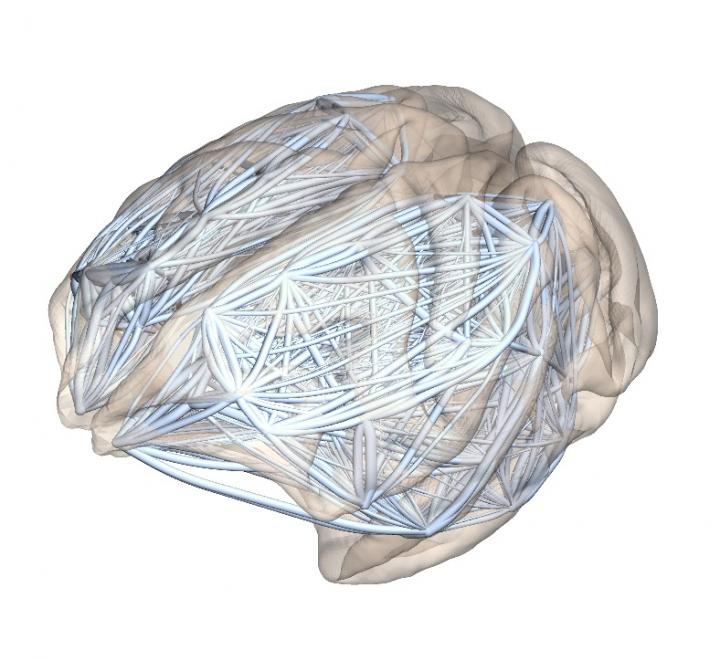 Neural Networks -- Why Larger Brains Are More Susceptible to Mental Illnesses