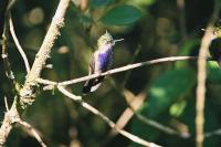 Plovercrest Hummingbird