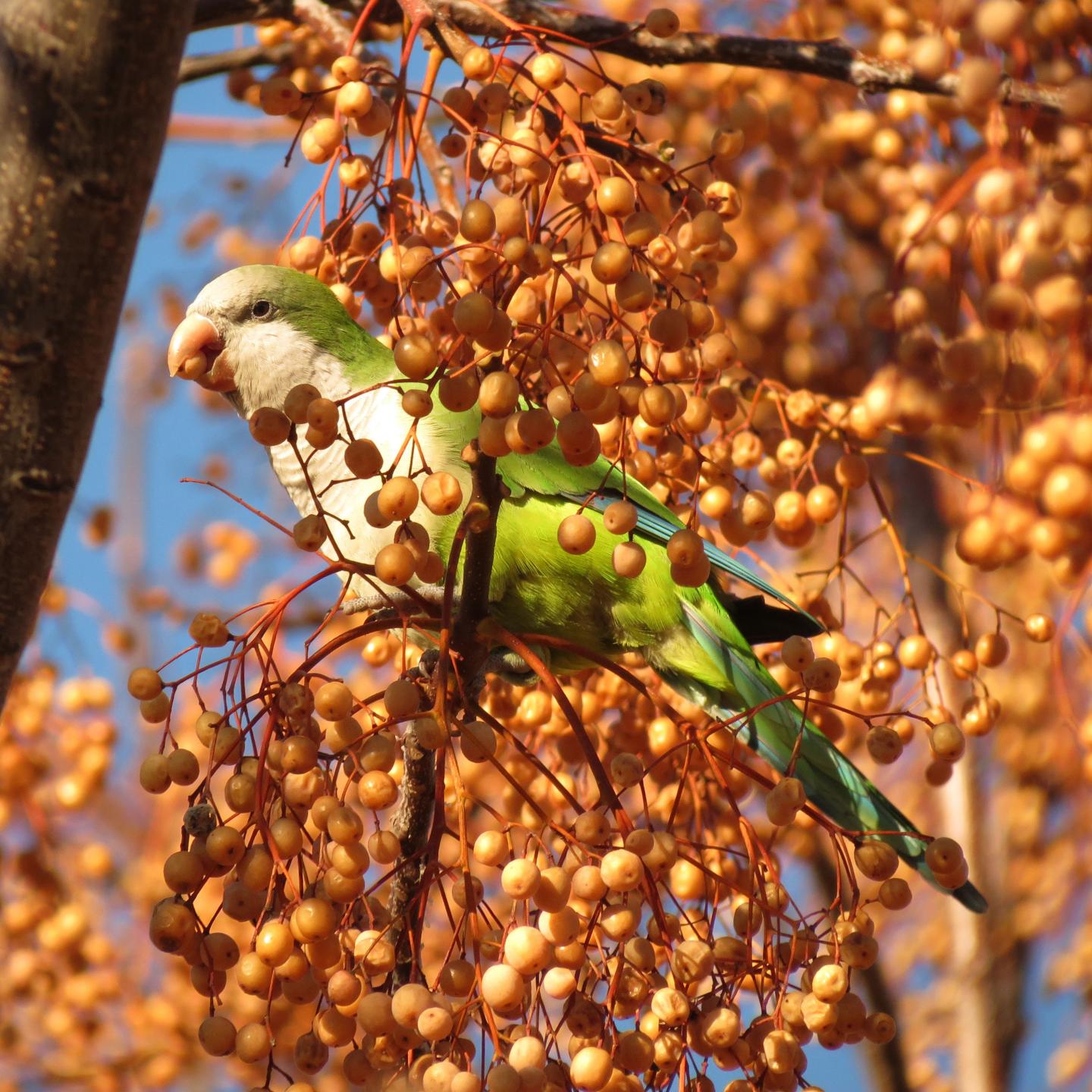 Mental Math Helps Monk Parakeets Find their Place in Pecking Order