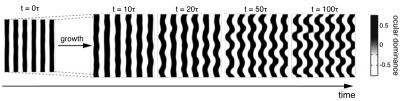 Development of Ocular Dominance Columns