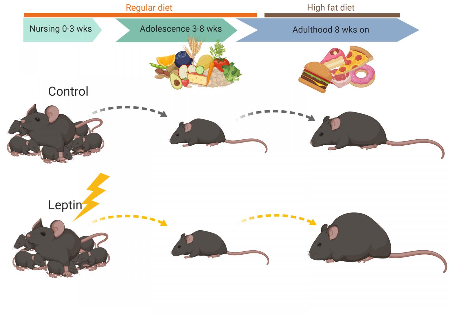 Temporary Leptin Spikes Raise LongTerm Obesi EurekAlert!