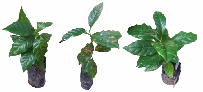 Performance of bacterium in combating coffee rust