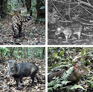 Mammals in the Tropical Peruvian Rainforest