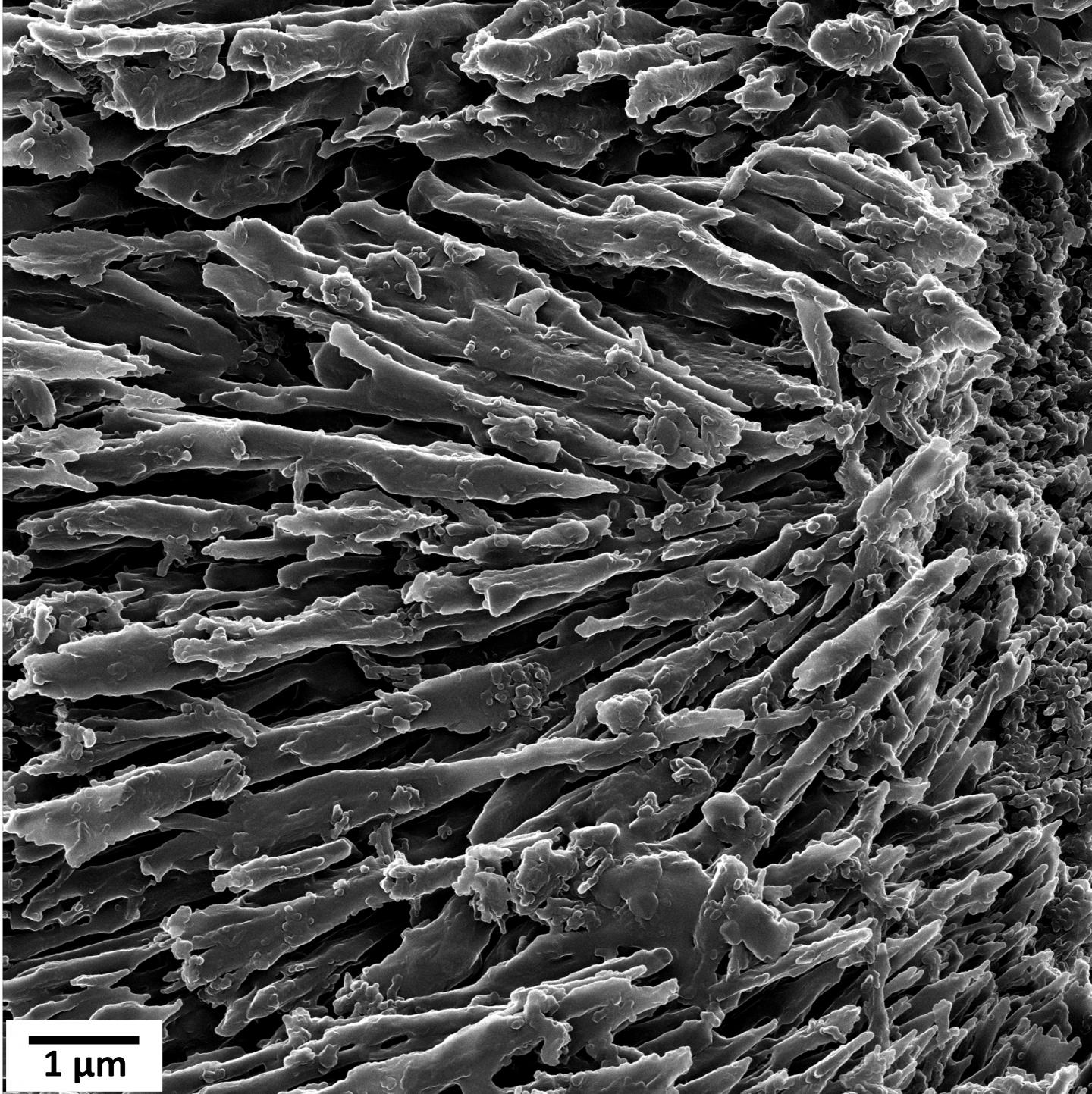 Is the Debate Over Coral Skeletal Development Finally Over? (1 of 4)