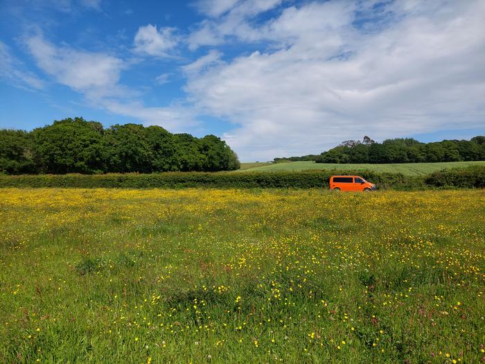 Lowland Meadow at North Wyke farm