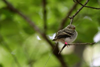 Banded Songbird