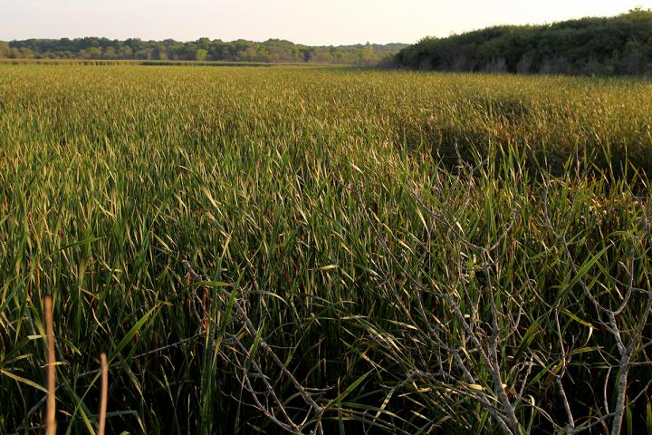 Cattail Monoculture