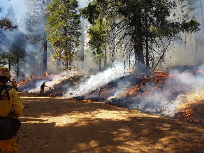 Prescribed fire at Blodgett Forest Research Station