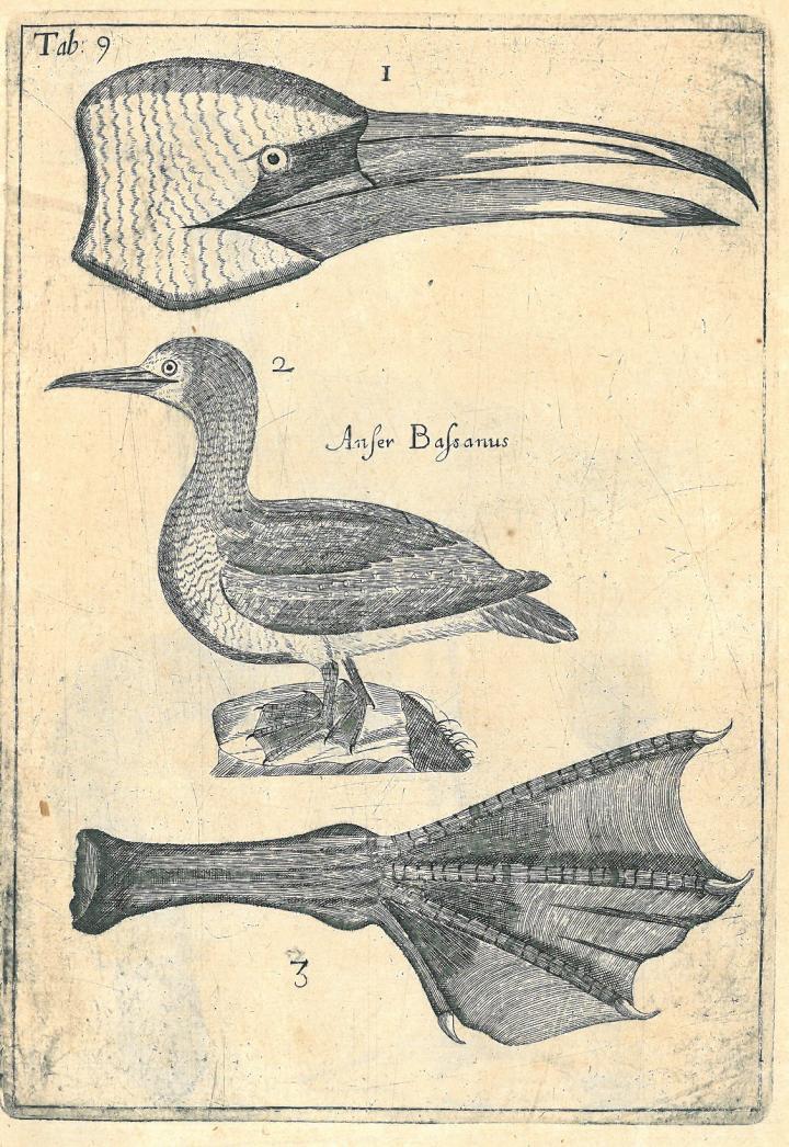 <em>Scotia Illustrata</em> by Robert Sibbald