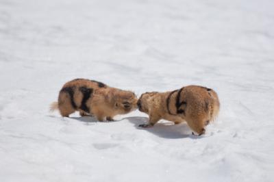 Prairie Dog Kiss