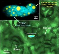 Fluorescent Image of Plant Virus Protein Surrounding Plant Protein Complexes within a Cell