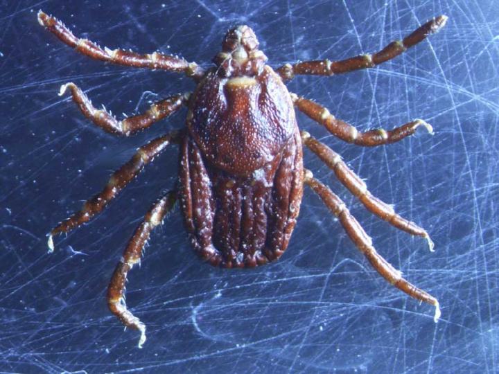 Female <i>Rhipicephalus bursa</i> Tick