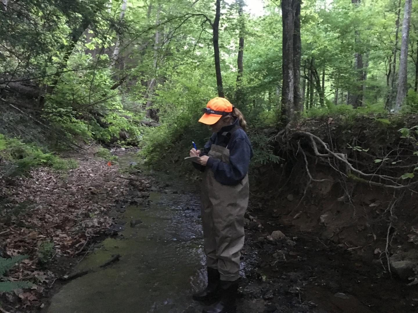 Appalachian Stream, Mud River Watershed