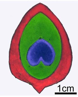 Peacock Colors Inspire 'Greener' Way to Dye Clothes